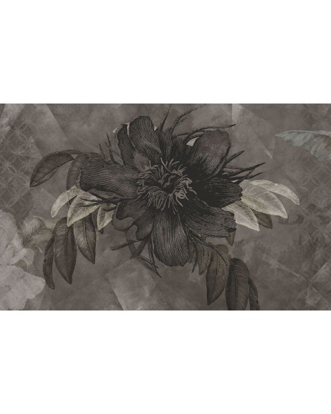 Rimura | Botany