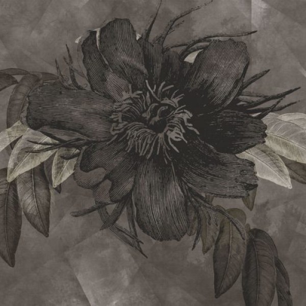 Rimura | Botany