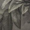 Rimura | Botany