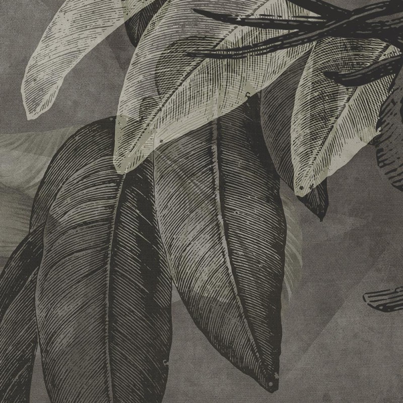 Rimura | Botany