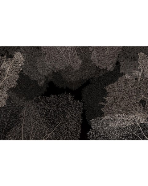 Rimura | Corales