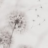 Rimura | Desiderio