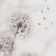 Rimura | Desiderio