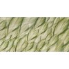 Rimura | Dracaena