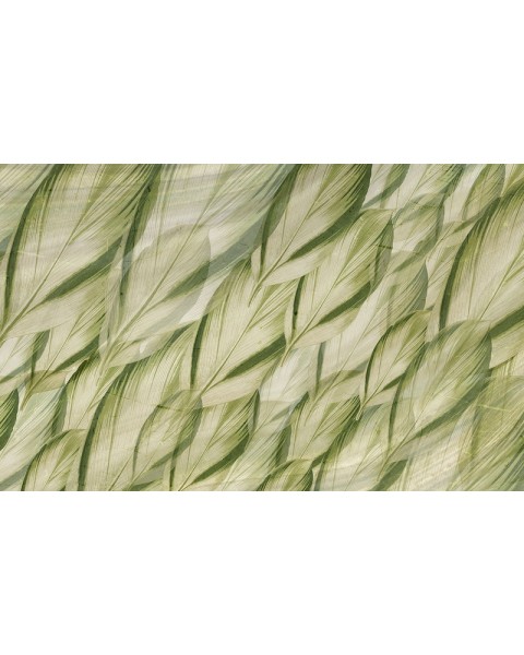 Rimura | Dracaena