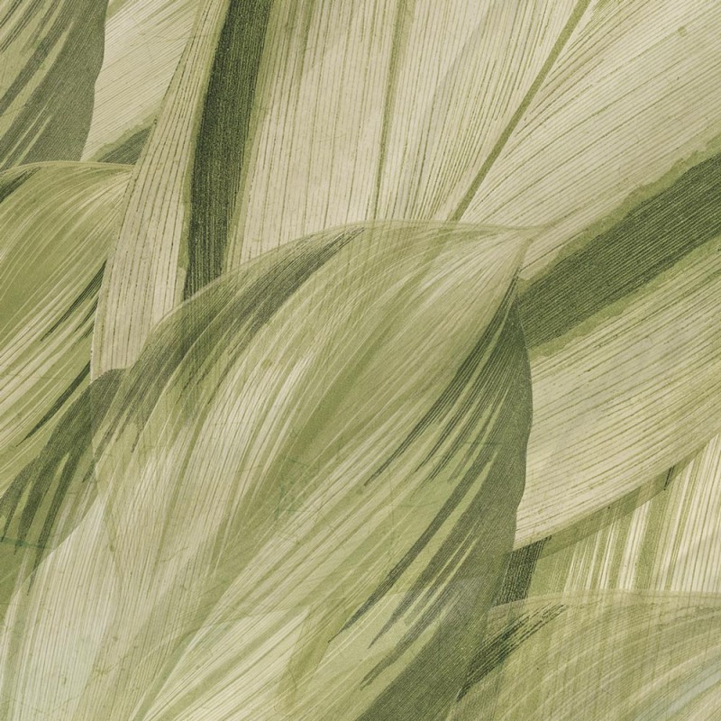 Rimura | Dracaena