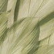 Rimura | Dracaena