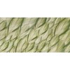 Rimura | Dracaena