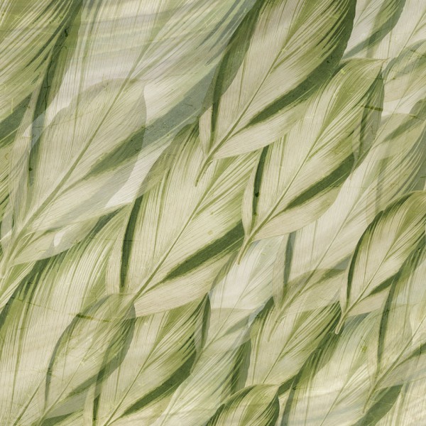 Rimura | Dracaena