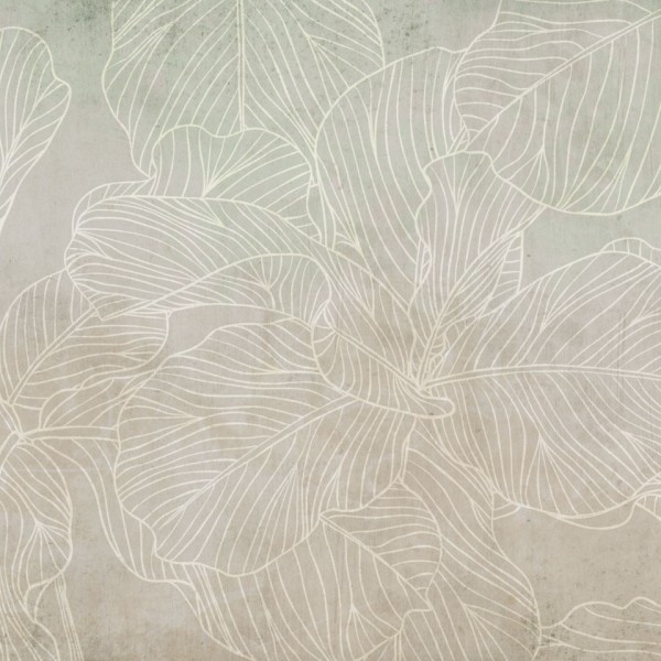 Rimura | Ficus