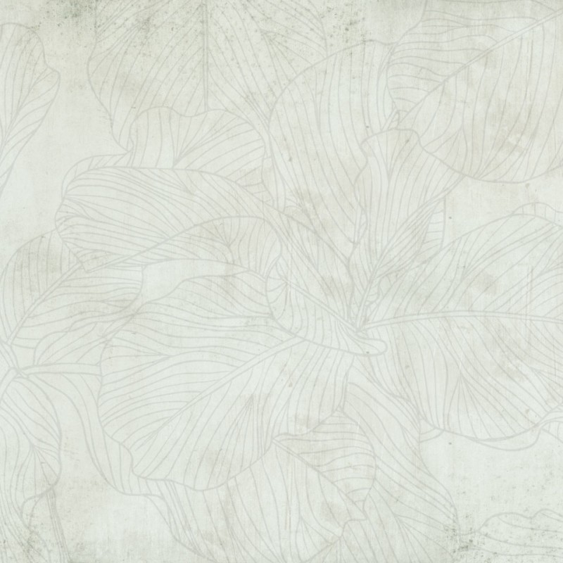 Rimura | Ficus