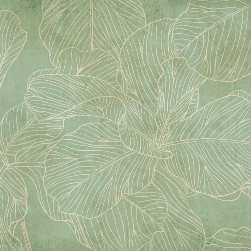 Rimura | Ficus