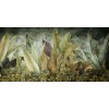 Rimura | Foliis Tropicae
