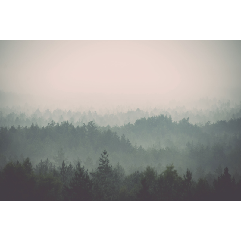 Rimura | Foresta Nera