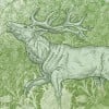 Rimura | Foresta