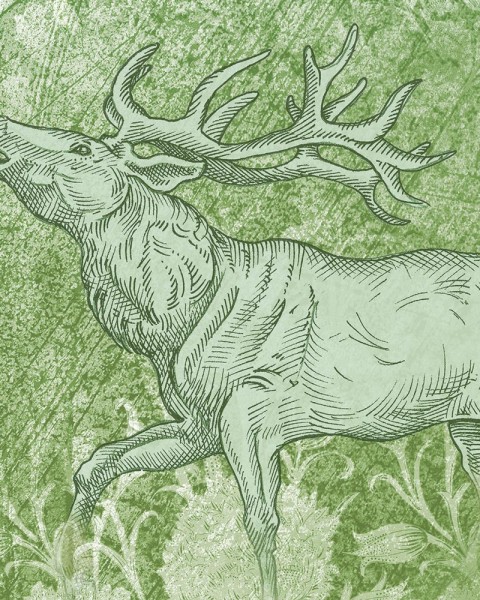Rimura | Foresta