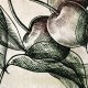 Rimura | Fruit 