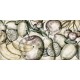 Rimura | Fruit 