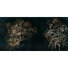 Rimura | Fuscus