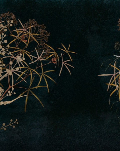 Rimura | Fuscus