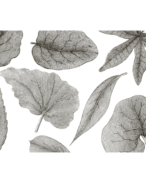 Rimura | Giant Leaves