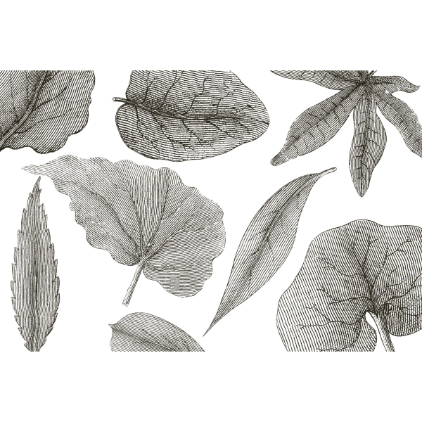 Rimura | Giant Leaves