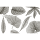 Rimura | Giant Leaves