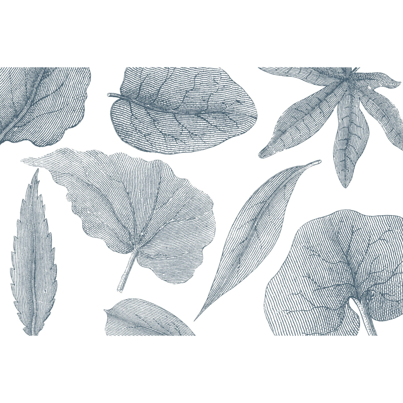 Rimura | Giant Leaves