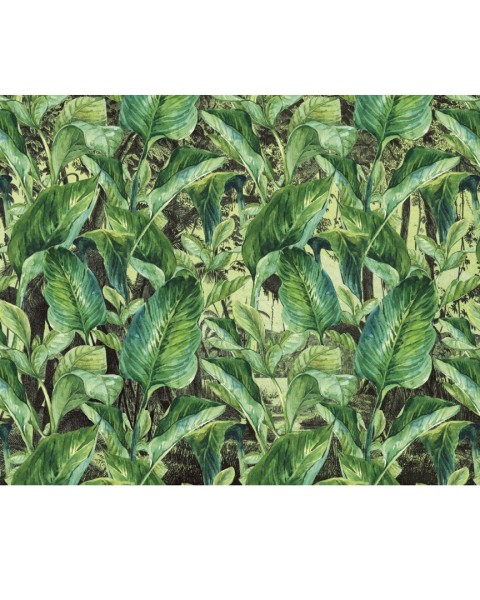 Rimura | Jungle