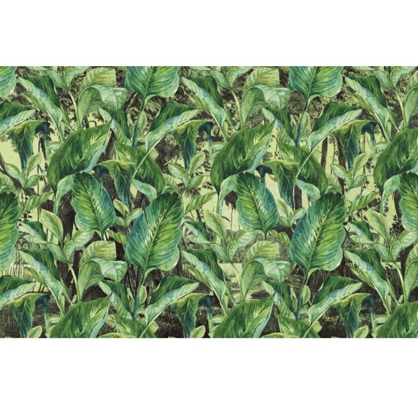 Rimura | Jungle