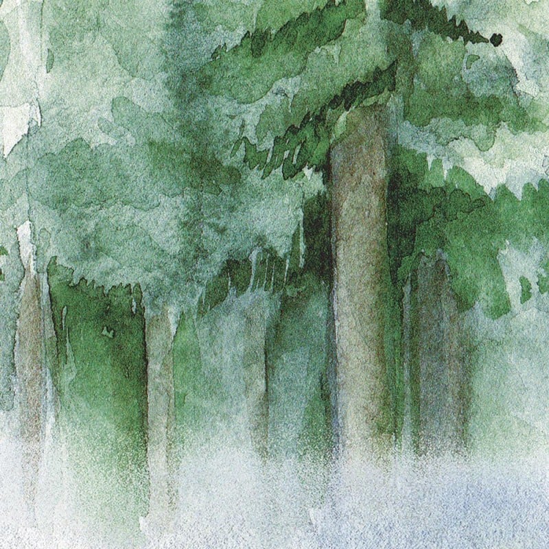 Rimura | Foresta d'Estate