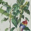 Rimura | Lucuma