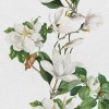 Rimura | Magnolia