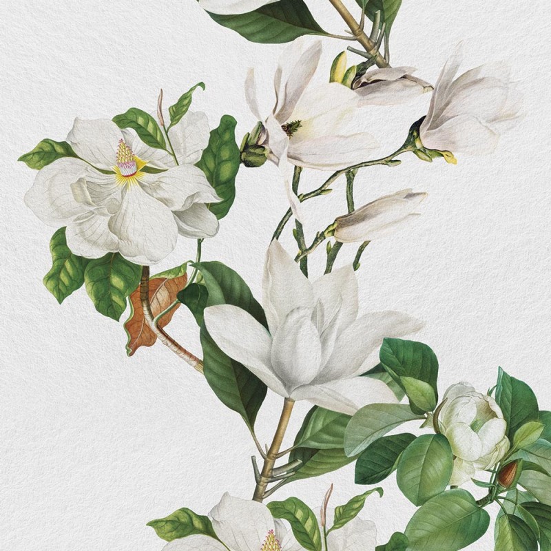 Rimura | Magnolia