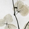Rimura | Mizar