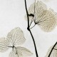 Rimura | Mizar