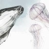 Rimura | Moby Dick