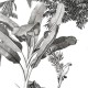Rimura | Monochrome