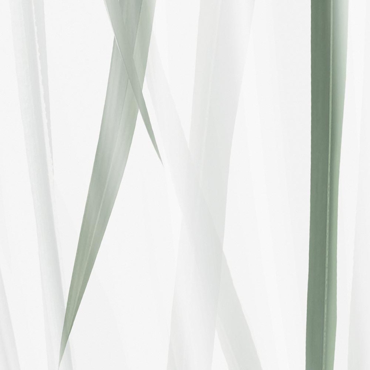 Rimura | Morning Light