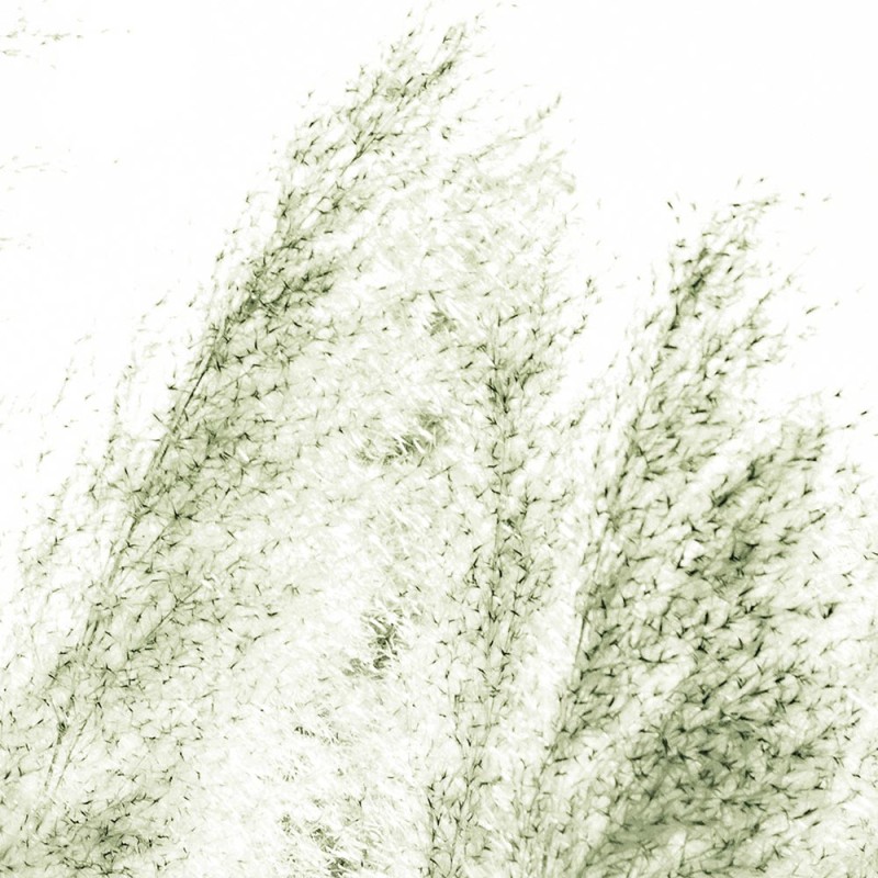 Rimura | Pampas