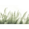 Rimura | Pampas
