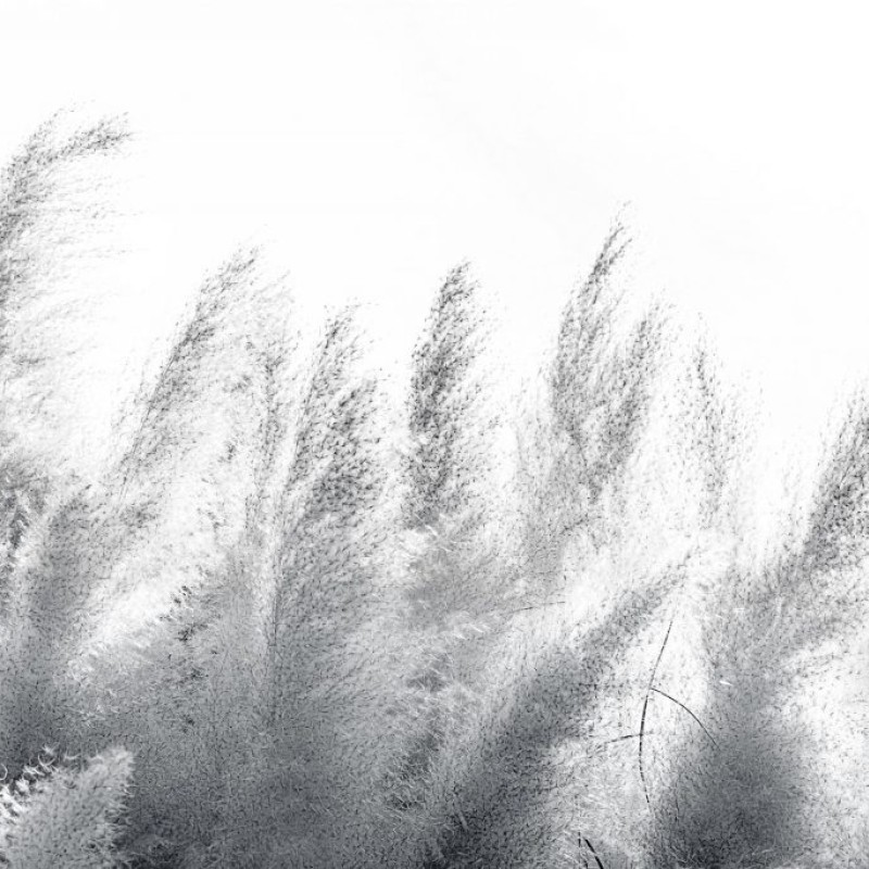 Rimura | Pampas