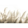 Rimura | Pampas
