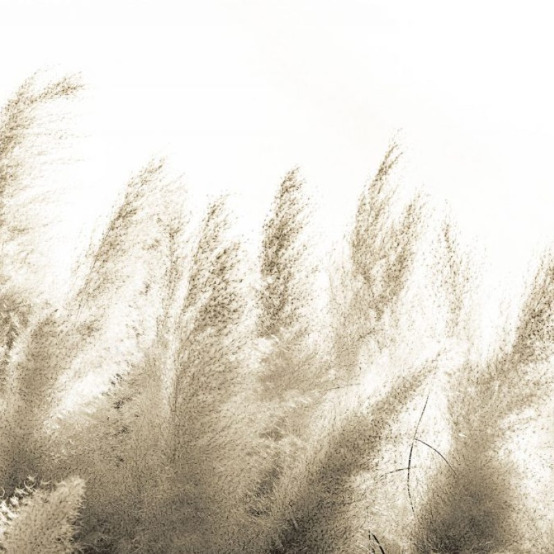 Rimura | Pampas