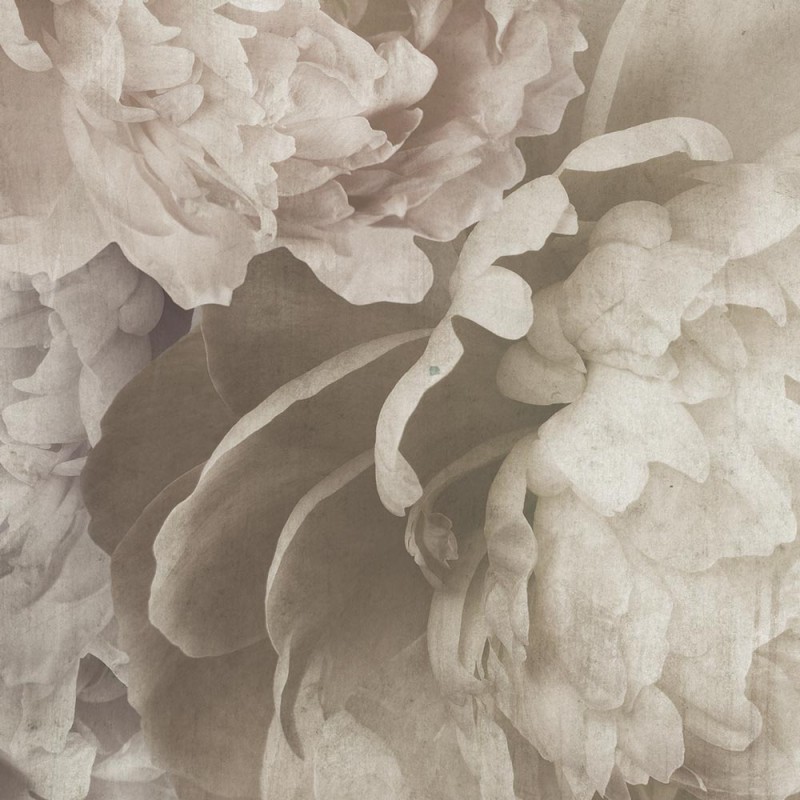 Rimura | Peonia