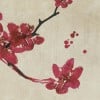 Rimura | Primavera