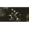 Rimura | Armonia 