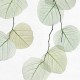Rimura | Skeleton Leaf