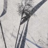 Rimura | Spiga