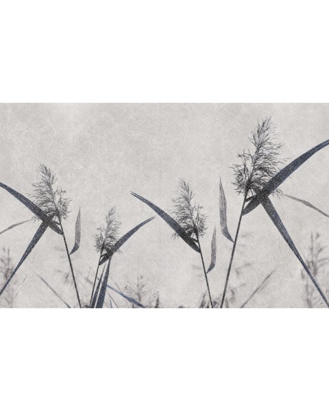 Rimura | Spiga